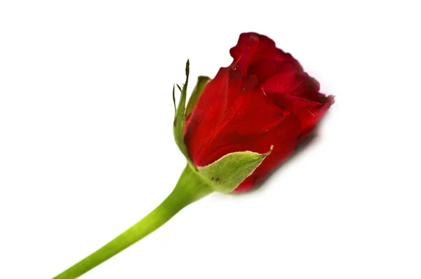 Isolated red rose close-up — Stock Photo, Image