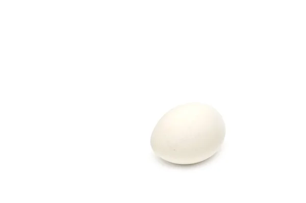 Stock image White egg