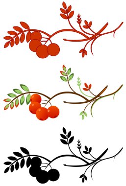 Autumnal rowan twig clipart