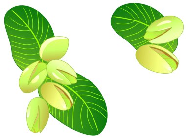 Ripe pistachios clipart