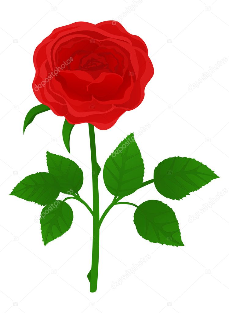 Rose Stock Vector Image by ©Irzikot #2404568