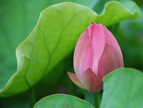 Pembe lotus bud — Stok fotoğraf