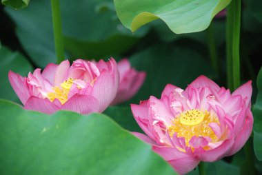 Pink lotus 2 clipart