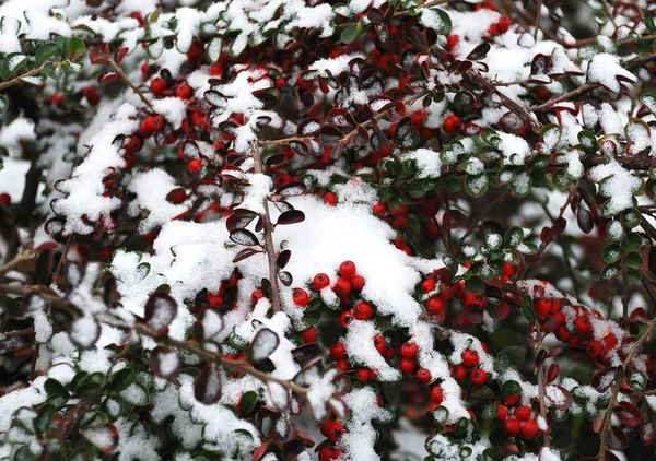 First snow and red berry — Stock Photo, Image