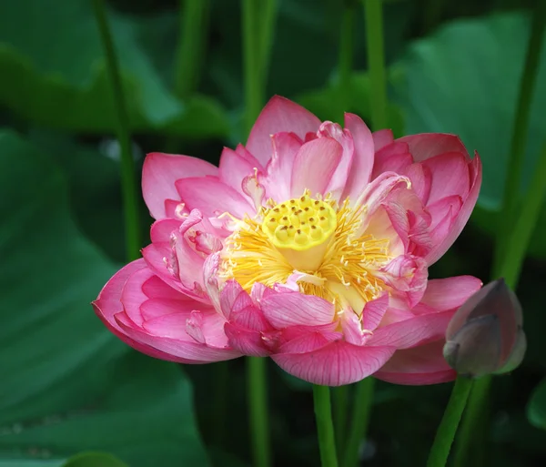 Pink lotus 3 — Stock Photo, Image