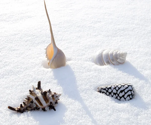 Sea shells in winter — Stock Photo, Image