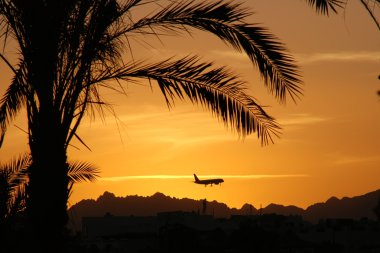 uçak ve palma silhouettes