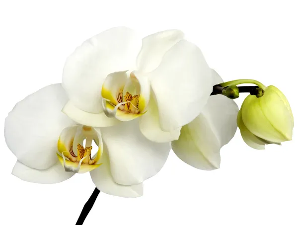 Witte orchidee Stockfoto