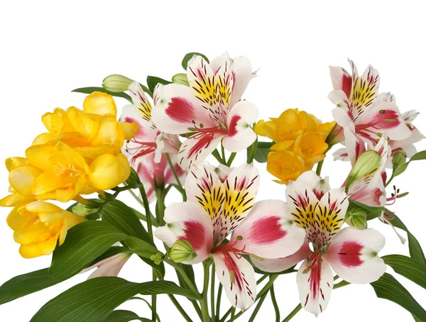 stock image Spring flowers