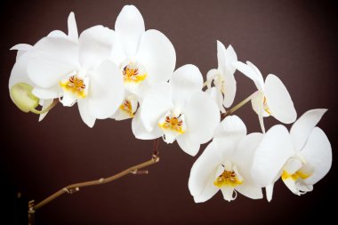 Beautiful orchid on brown background clipart