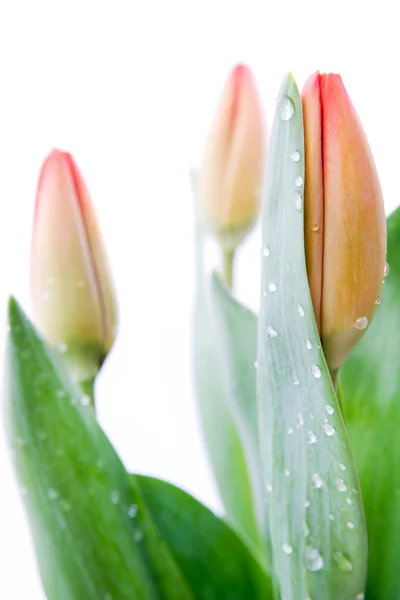 Tulpen mit Tautropfen — Stockfoto