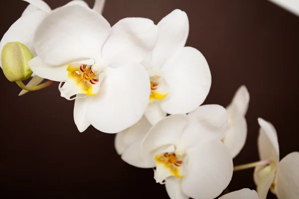 Schöne Orchidee auf braunem Hintergrund — Stockfoto
