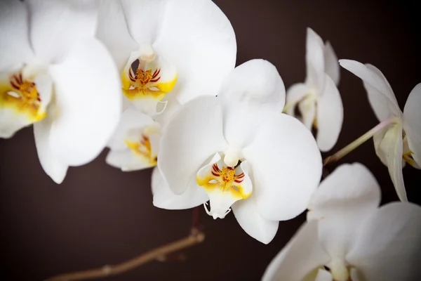 Fehér orchind — Stock Fotó