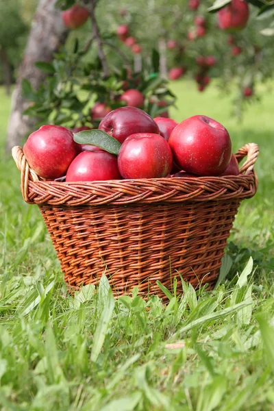 Cosechas de manzana —  Fotos de Stock