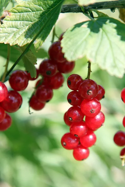 stock image Currant