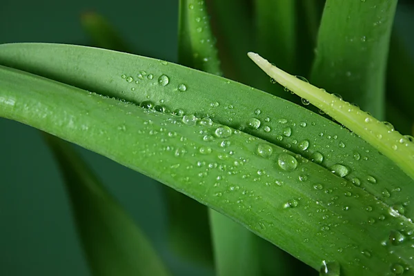 stock image Leaf