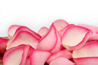 Pink rose petals clipart