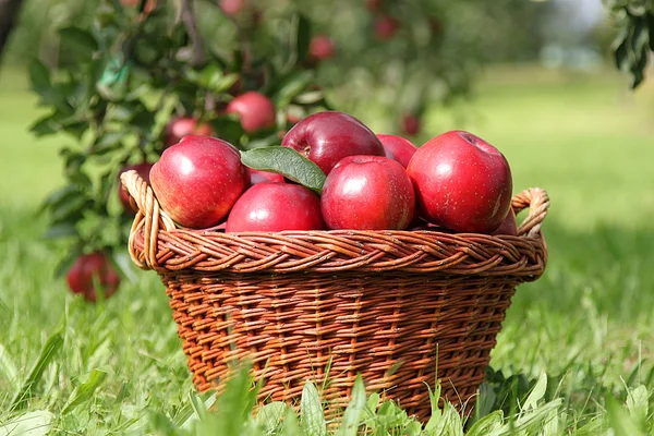 Korb mit roten Äpfeln — Stockfoto