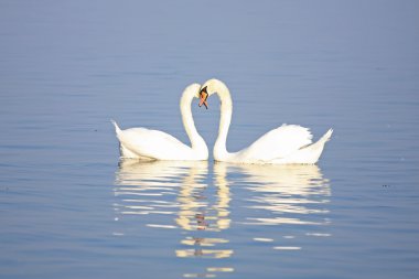 Swan honeymoon clipart