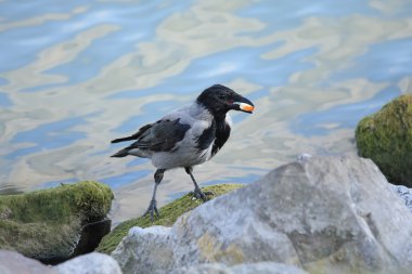 Hooded crow clipart