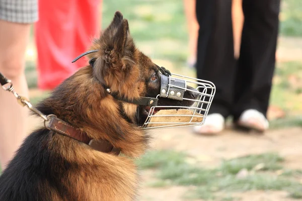 Αστυνομικών σκύλων — Φωτογραφία Αρχείου