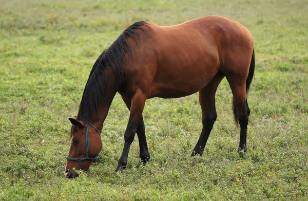 stock image Horse