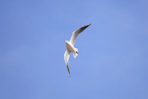 Een zeemeeuw — Stockfoto