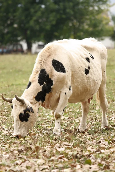 Strakatý kráva — Stock fotografie