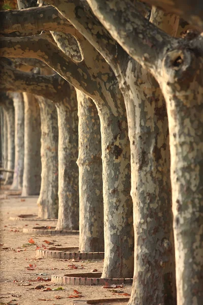 stock image Sycamore trees