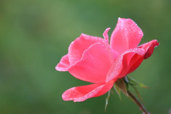 Ruusunpunainen — kuvapankkivalokuva