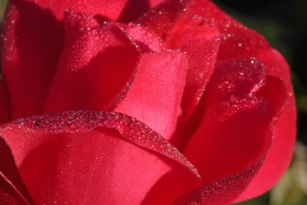Ruusunpunainen — kuvapankkivalokuva