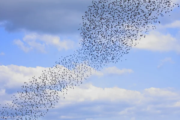 Starlings — Fotografie, imagine de stoc