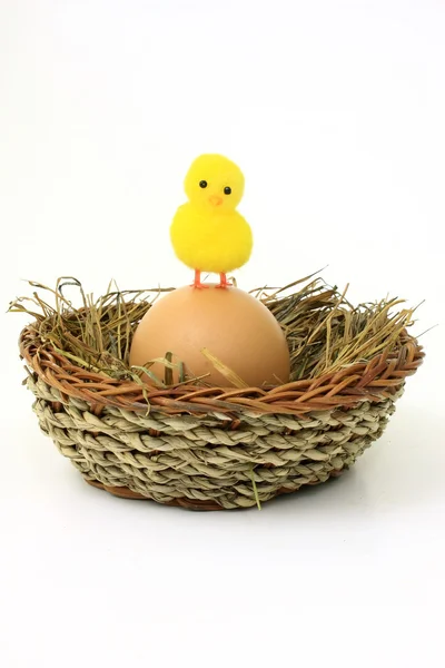 A cute chick — Stock Photo, Image