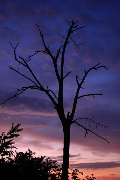 A dry tree — Zdjęcie stockowe