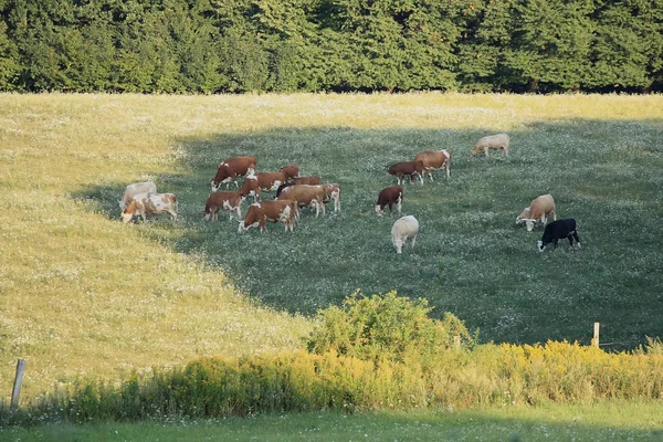 Un troupeau de vaches — Photo