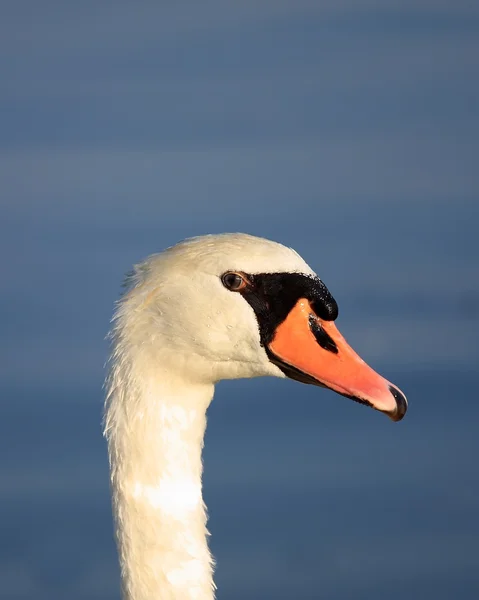 아름다운 백조 — 스톡 사진
