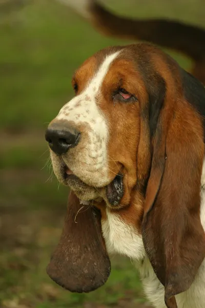 Basset dog — Stock Photo, Image