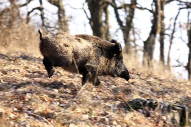 A big wild boar clipart