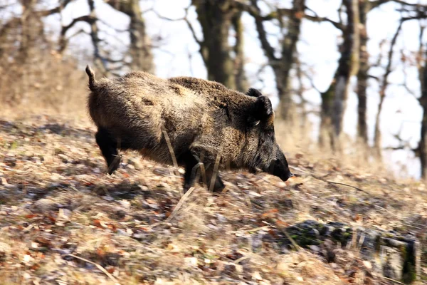 Büyük bir yaban domuzu — Stok fotoğraf