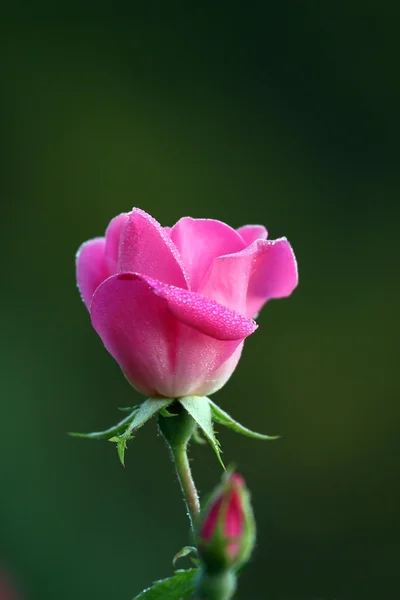 Kaunis ruusu — kuvapankkivalokuva