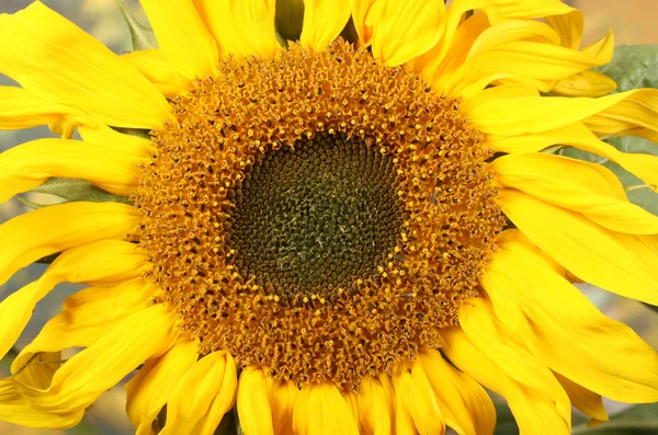 stock image Sunflower