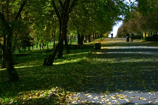 Autumn avenue — Stock Photo, Image