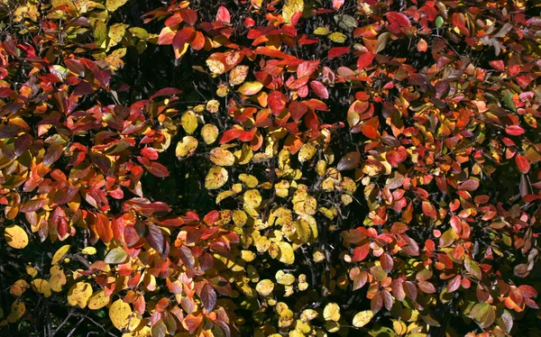 Arbusto de otoño — Foto de Stock