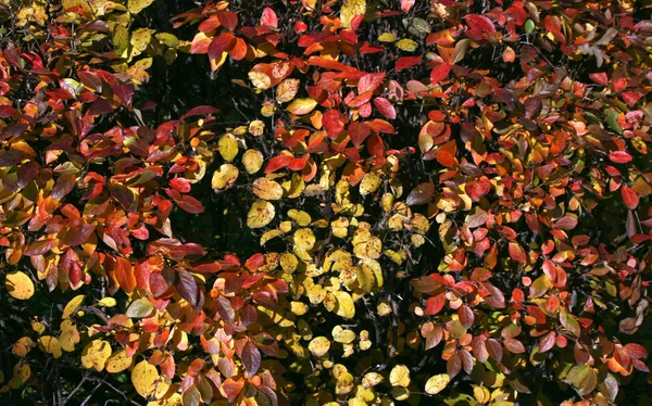 stock image Autumn bush