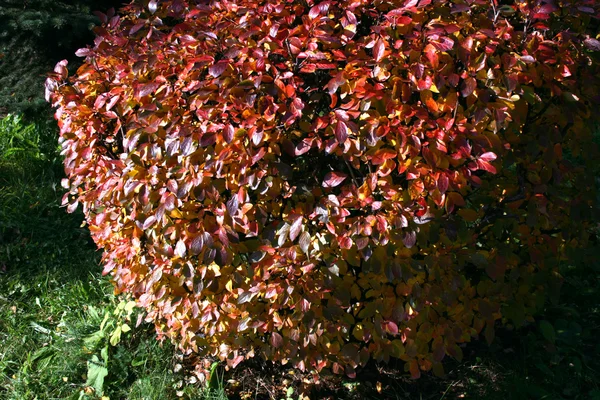 Arbusto de outono — Fotografia de Stock