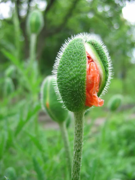 stock image Poppy