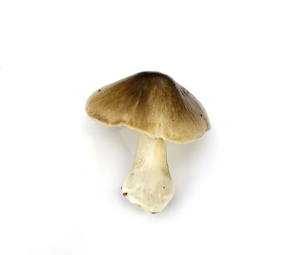 stock image Mushroom.