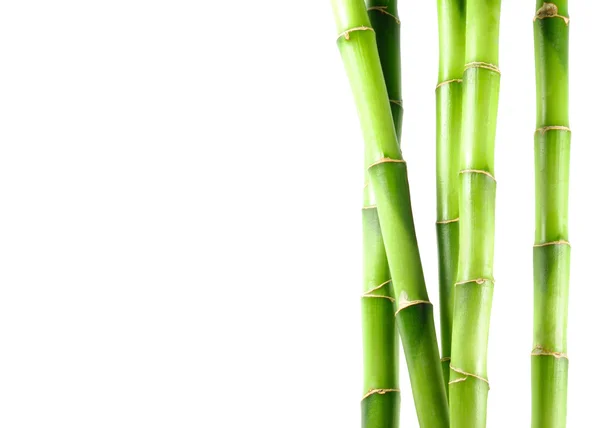 Bambu — Fotografia de Stock