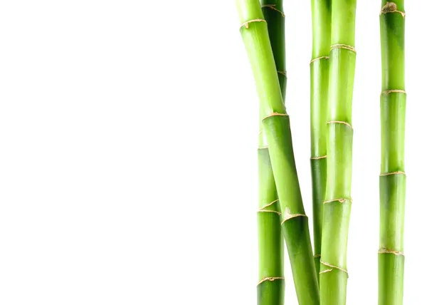 Bambus Royalty Free Stock Fotografie