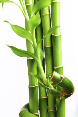 Bamboo isolated with leaves clipart